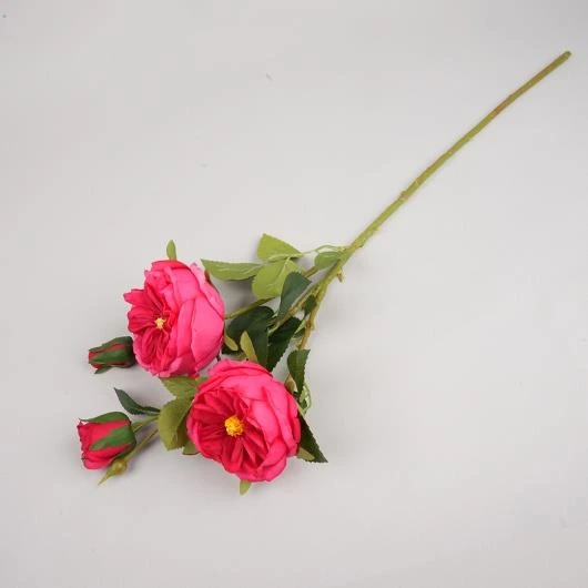Soft Peony With Buds